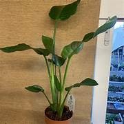 Strelitzia Nicholai - Bird of Paradise