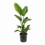 Strelitzia Nicholai - Bird of Paradise