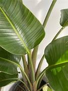 Strelitzia Nicholai - Bird of Paradise