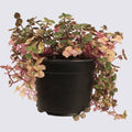 Sweet Bubbles Plant - Pink