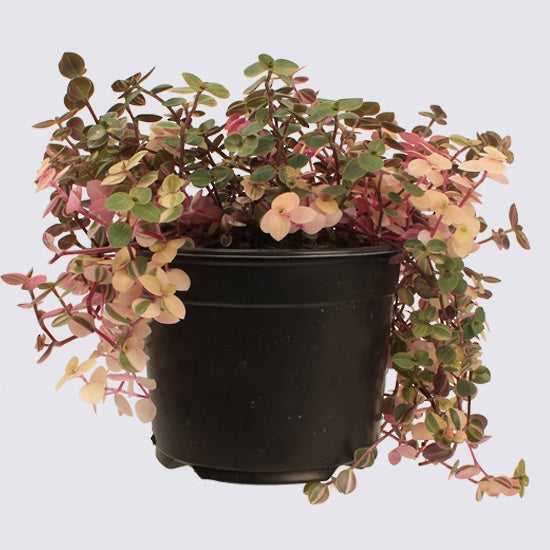 Sweet Bubbles Plant - Pink