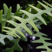 Cryptocereus Anthonyanus - Ric Rac Cactus