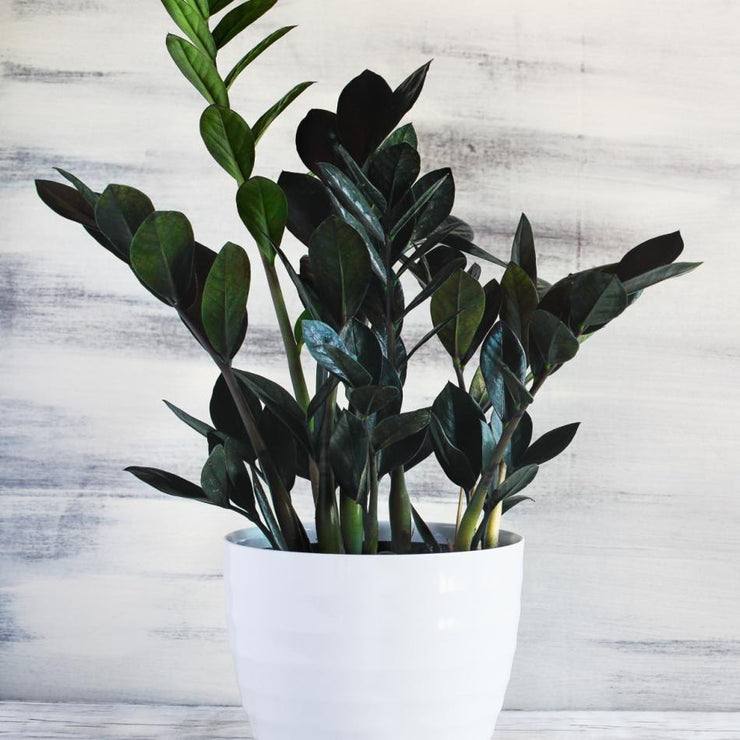 Zamioculcas Black Knight - 17cm