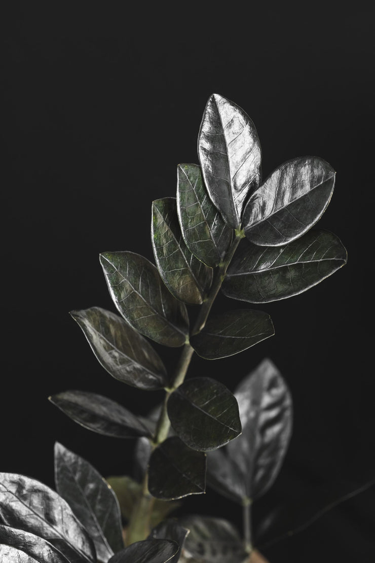 Zamioculcas Black Knight - 17cm
