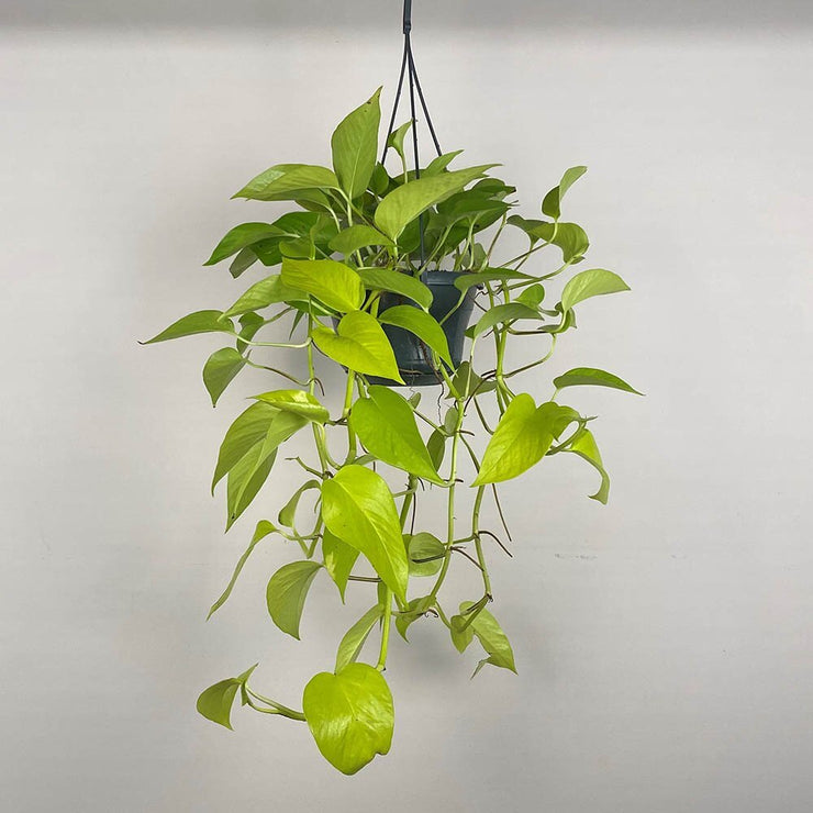 Epipremnum Neon - 12cm