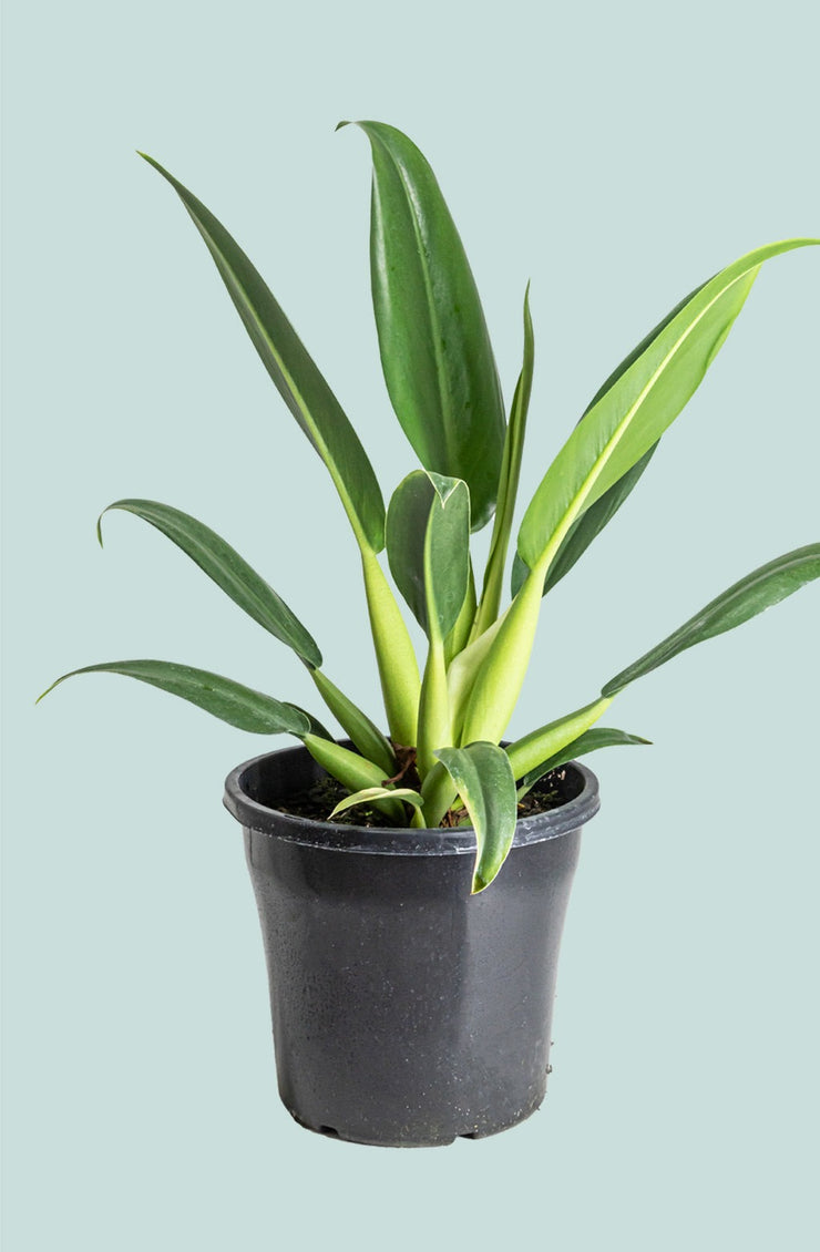 Philodendron Martianum Fat Boy 20cm