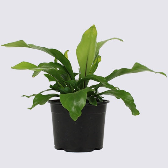 Birds Nest Fern - Asplenium Nidus