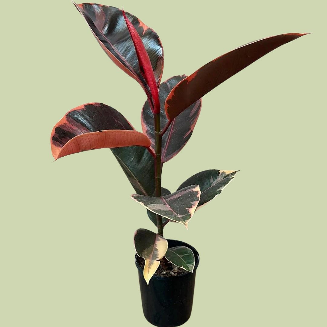 Ficus Elastica Variegata Ruby 25cm