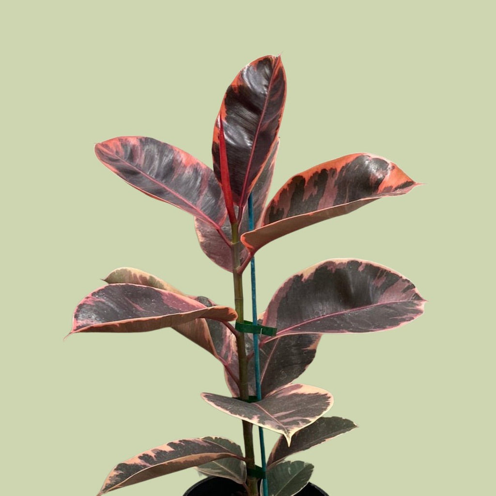 Ficus Elastica Variegata Ruby 25cm