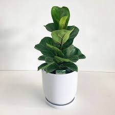 Ficus Lyrata Bambino - 14cm