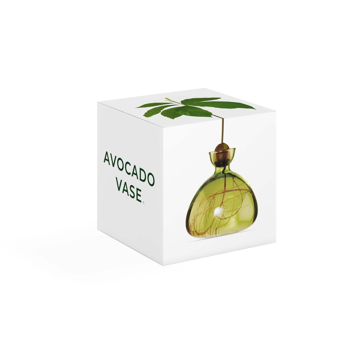 Avocado Germinating Bowls - Grass Green
