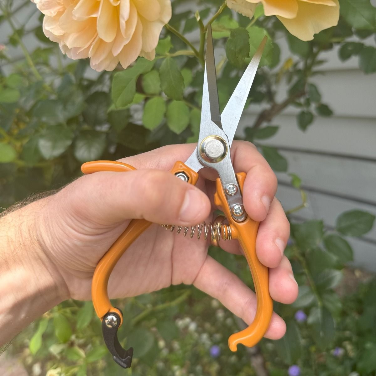 Indoor Plant Snips