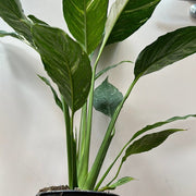 Spathiphyllum Jet Variegated 14cm