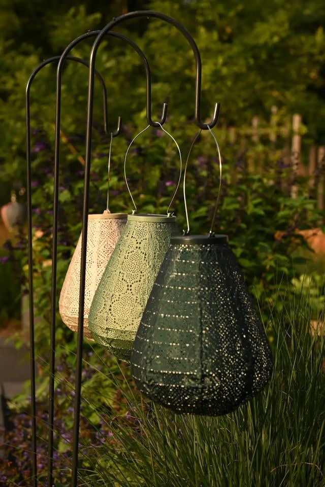Lantern Tulip 20cm