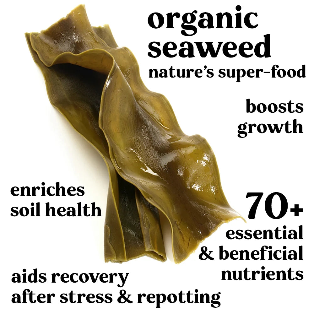 Indoor Plant Food