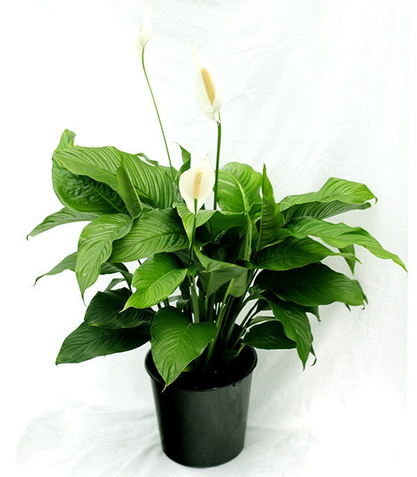 Spathiphyllum (Peace Lily)