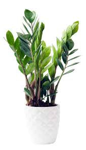 Zamioculcas (ZZ) Plant