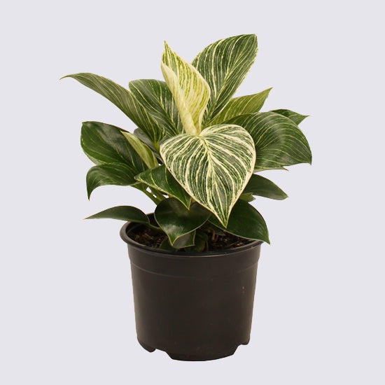 Philodendron Birkin