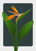 Wildlife Fine Art Print - Ink Bird of Paradise