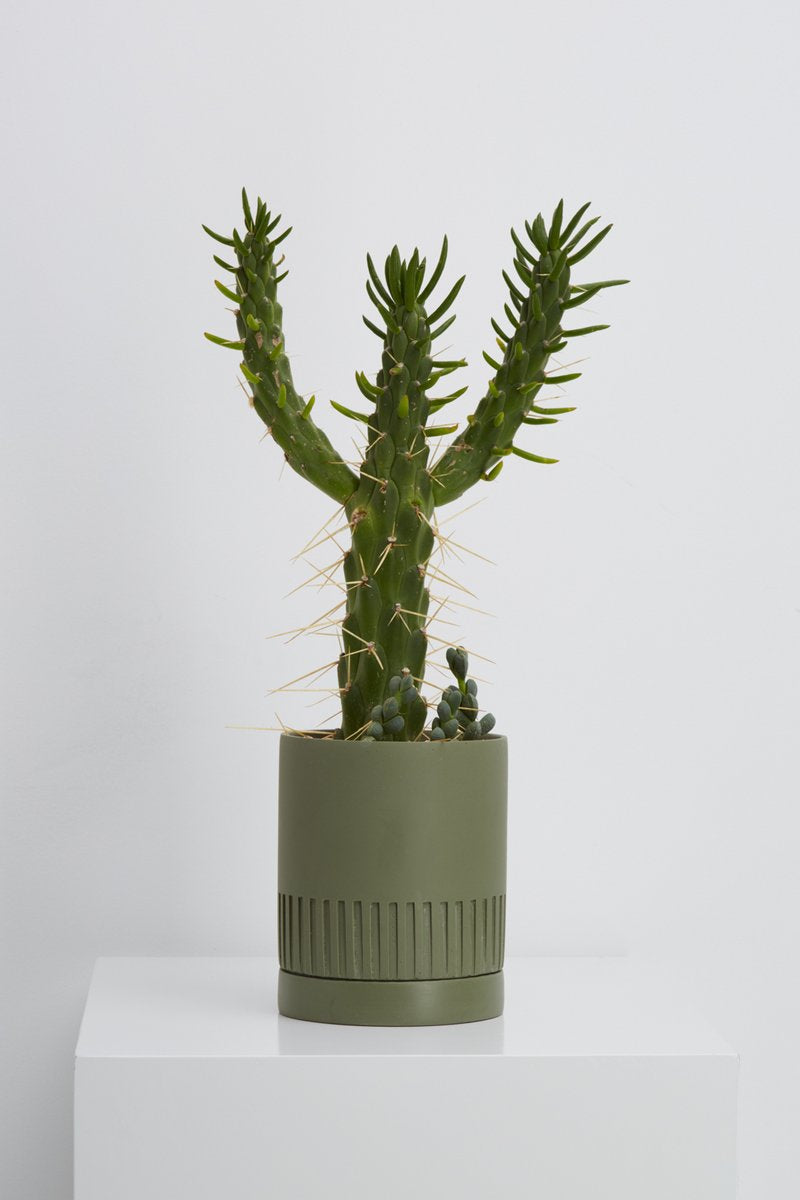 Etch Planter Was $65 NOW