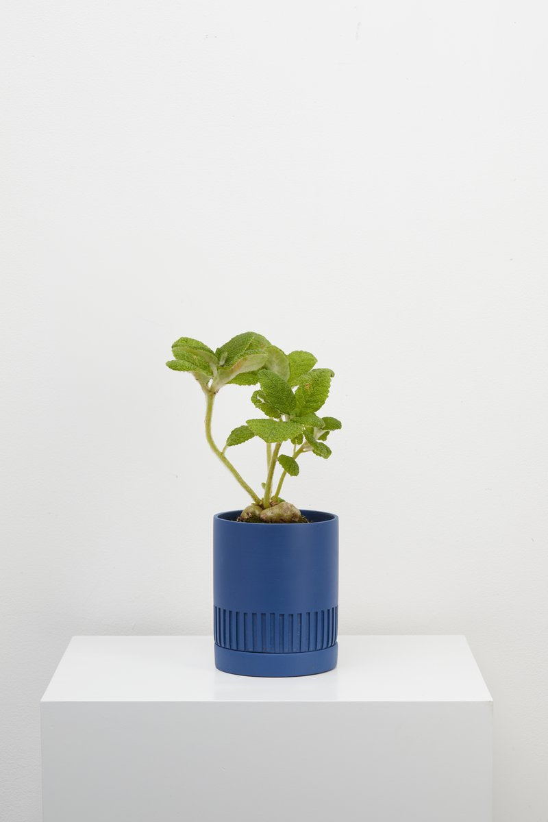 Etch Planter Was $65 NOW