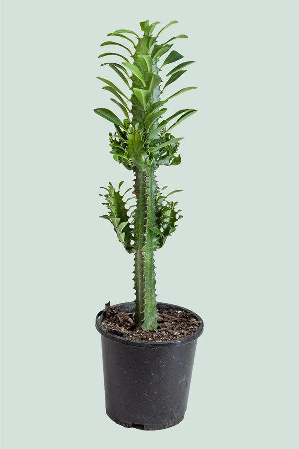 Euphorbia Trigona Green 14cm