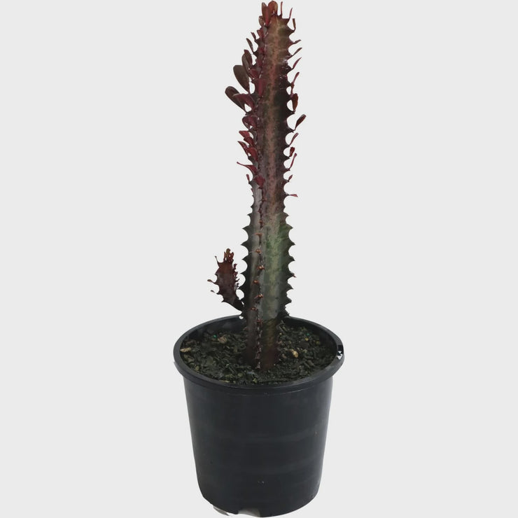 Euphorbia Trigona Purpurea 14cm