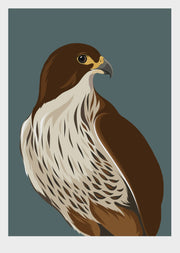 Wildlife Fine Art Print - Falcon