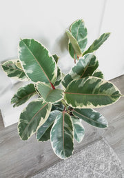 Ficus Robusta Variegated 25cm
