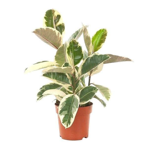 Ficus Tineke