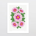 Glenn Jones Print - Pink Primrose