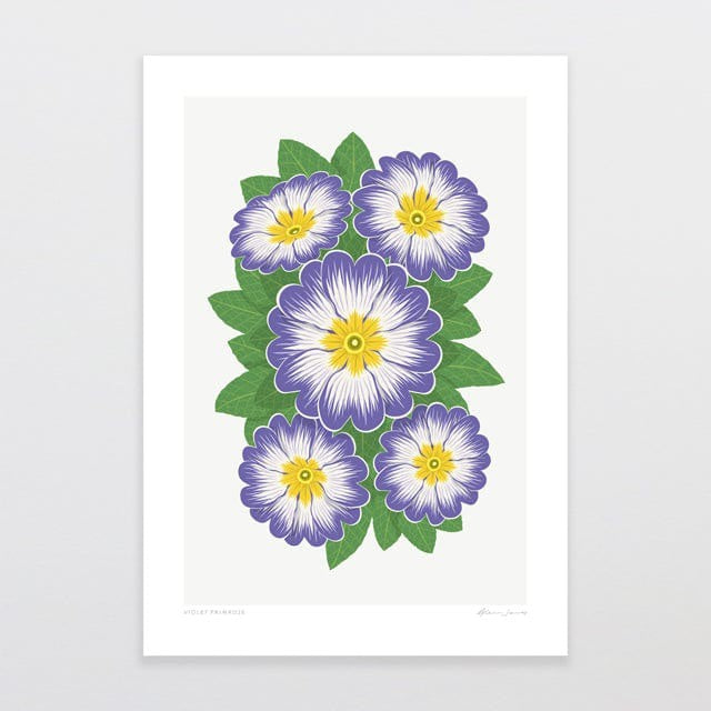 Glenn Jones Print - Violet Primrose