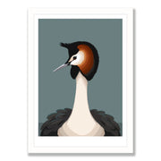 Wildlife Laser Print - Crested Grebe