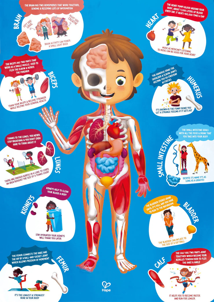 Hape Human Body Puzzle