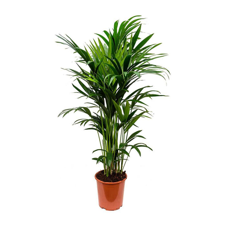 Kentia Palm