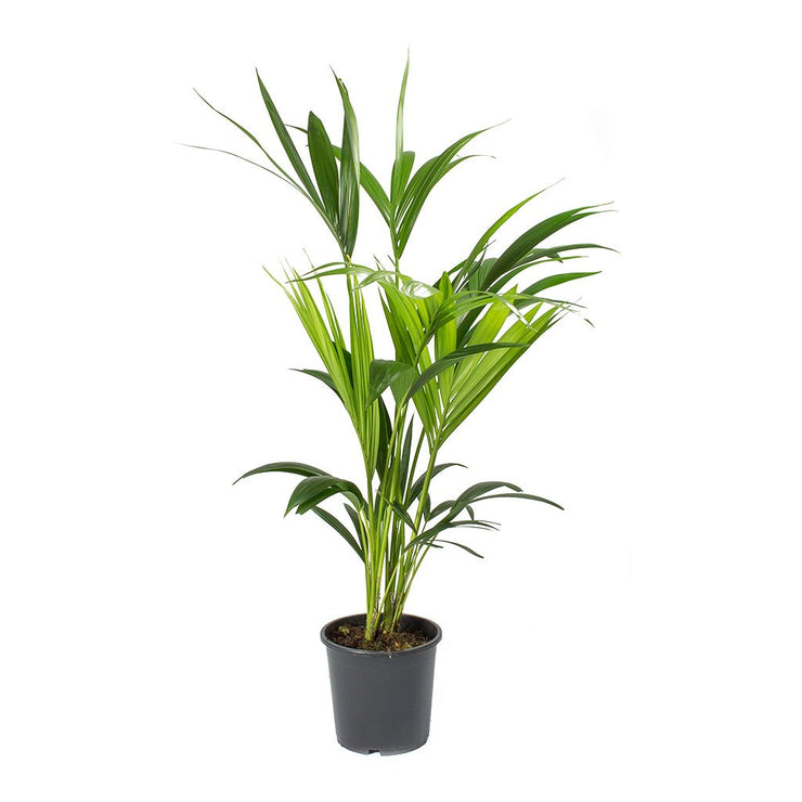 Kentia Palm