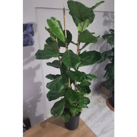 Ficus Lyrata