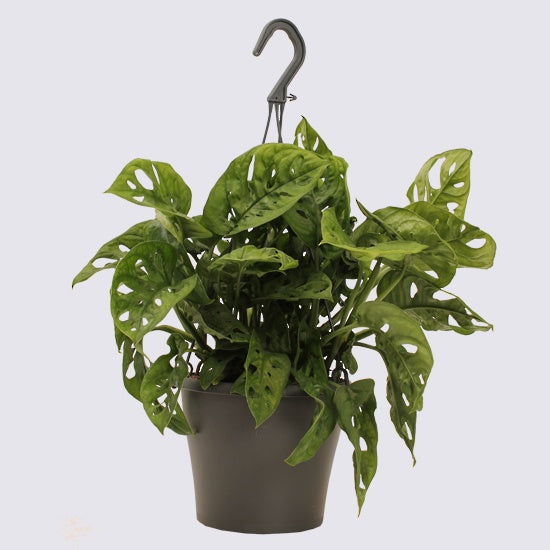 Monstera - Monkey Mask