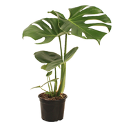 Monstera Plant