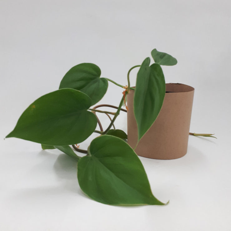 Philodendron Scandens - Heartleaf