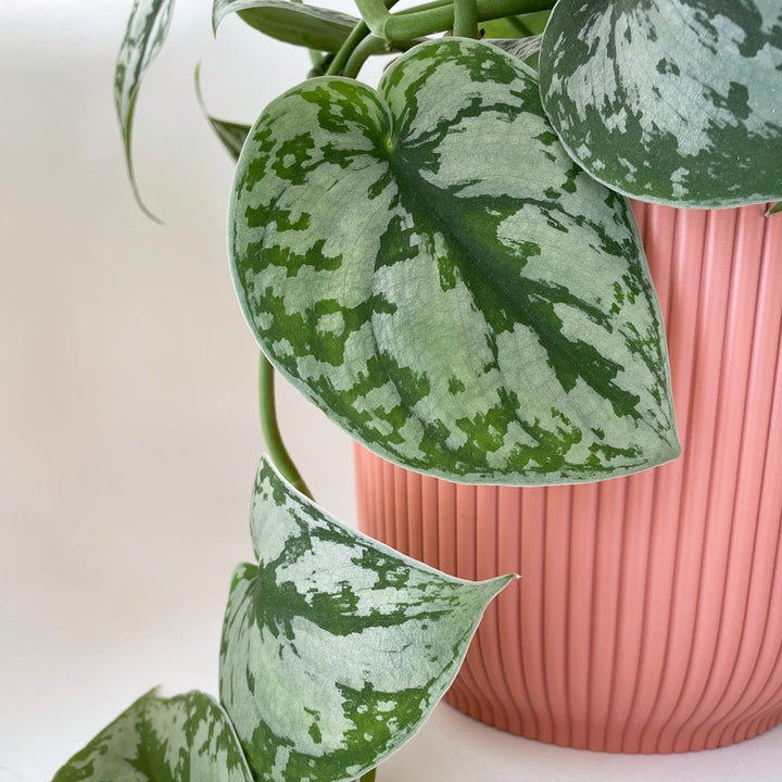 Recycled Plastic Pot - Vibes Pink