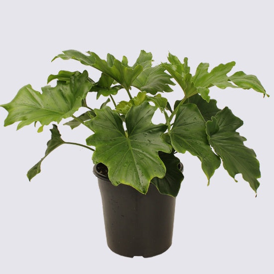 Philodendron Hope Plant 30cm