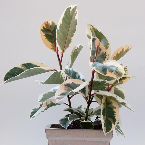 Ficus Elastica Variegated - 20cm