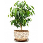 Ficus  Evergreen 25cm