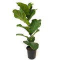 Ficus Lyrata