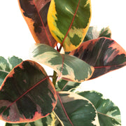 Ficus Ruby