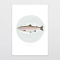 Glenn Jones - Old Trout