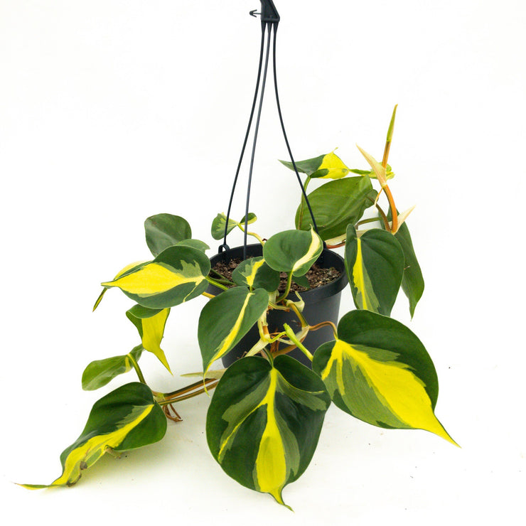 Philodendron Brazil - 17.5cm Basket